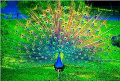 Illustration showy - Image 2