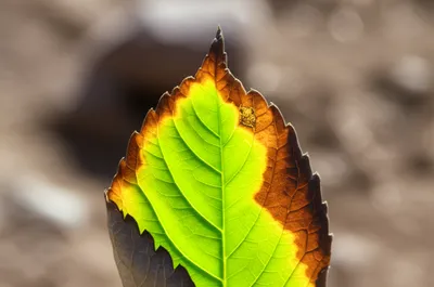 Illustration sear - Image 1