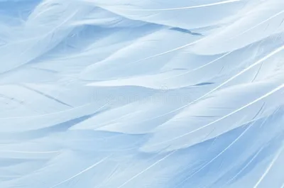 Illustration feathering - Image 1