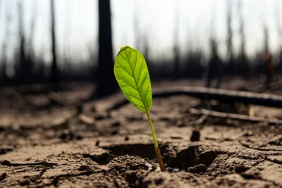 Illustration survives - Image 1