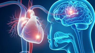 Illustration physio - Image 1