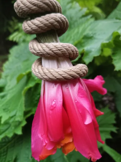 Illustration binds - Image 1