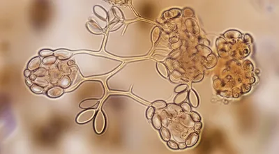 Illustration candida - Image 1