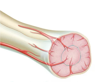 Illustration periosteum