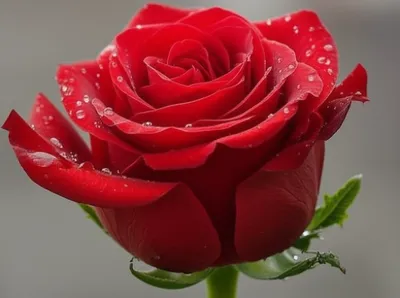 Illustration waterproofed - Image 1