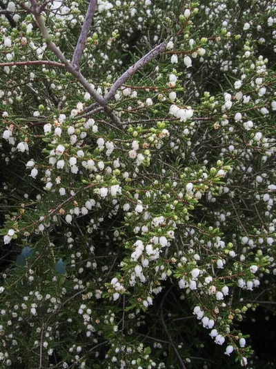 Illustration briers - Image 1