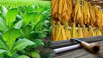 Illustration tobaccos - Image 1