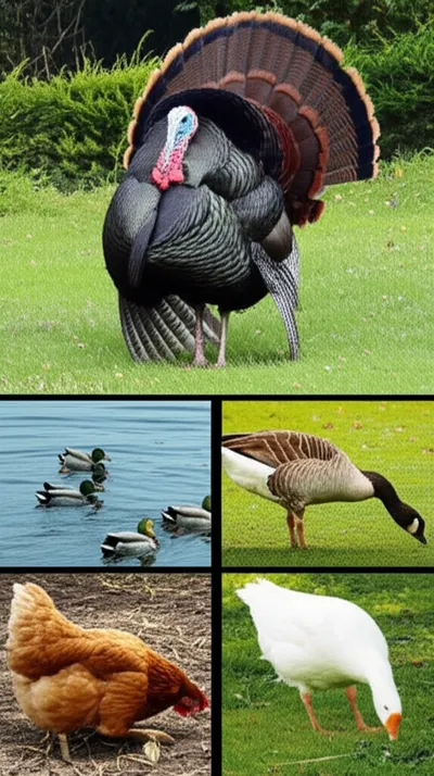 Illustration fowls - Image 2