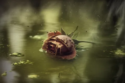 Illustration evil - Image 1