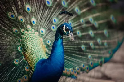 Illustration bridles - Image 1