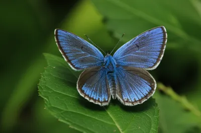 Illustration sapphire - Image 1