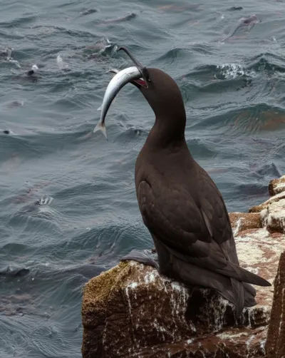 Illustration cormorant - Image 1