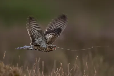 Illustration spinner - Image 1