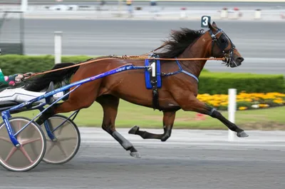 Illustration trotters