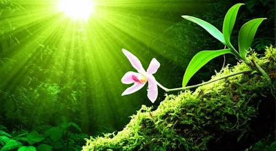 Illustration naturally - Image 1