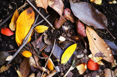 Illustration compost - Image 1