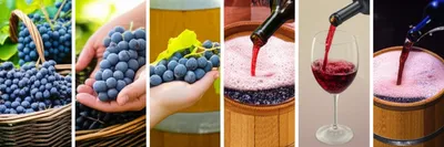 Illustration winemaking