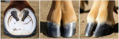 Illustration ungulate - Image 1