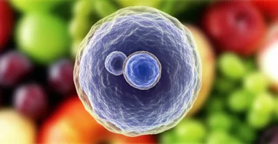 Illustration yeast - Image 1