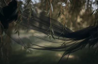 Illustration cypress - Image 1