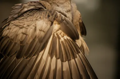 Illustration pinions - Image 1