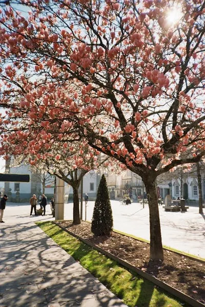 Illustration blossomed - Image 2