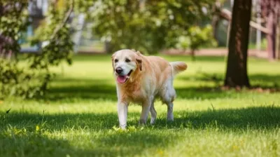 Illustration quadrupeds - Image 1