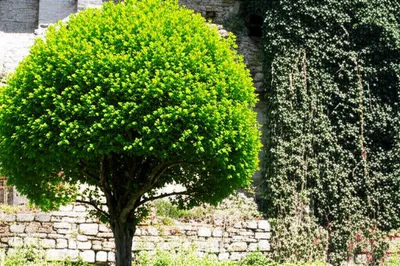 Illustration outlive - Image 1