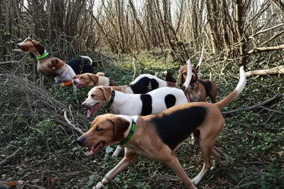 Illustration challenge - Image 1