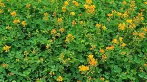 фон для "stylo"