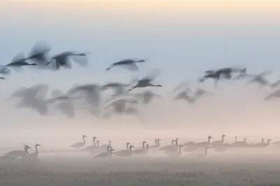 Illustration clangs - Image 1