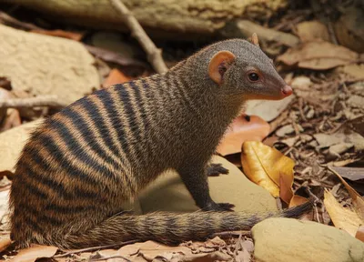 Illustration mongoose - Image 1