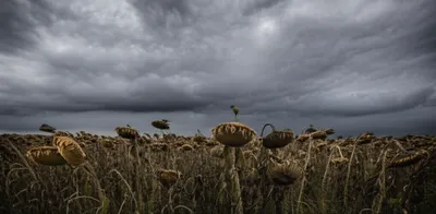 Illustration lowering - Image 1