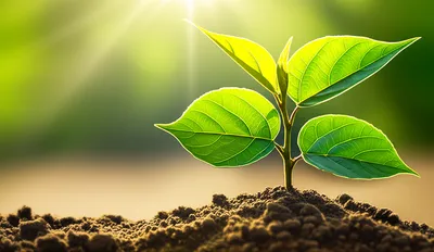 Illustration bloom - Image 1