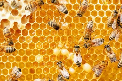 Illustration honeycombs - Image 1