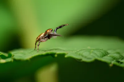 Illustration jumper - Image 1