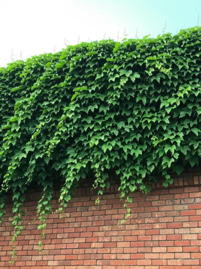 Illustration superposed - Image 2