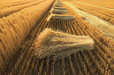 Illustration shorn - Image 1