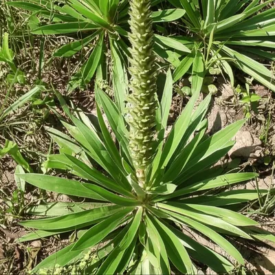 Illustration plantain