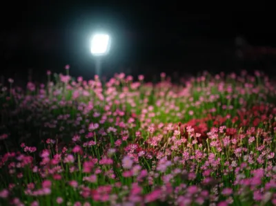 Illustration preferences - Image 1