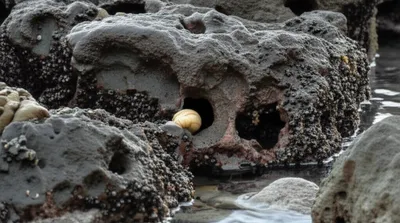 Illustration borer - Image 1