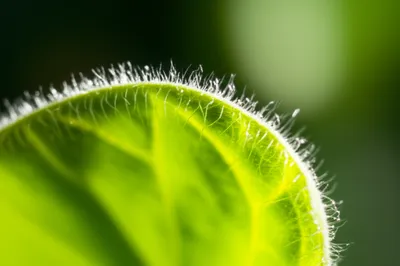 Illustration thrum - Image 1