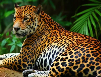 Illustration jaguar - Image 1