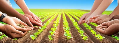 Illustration cultivation