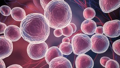 Illustration alveolar - Image 1