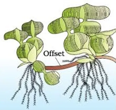 Illustration offset - Image 2