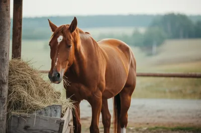 Illustration baiting - Image 1