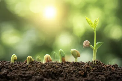 Illustration occurring