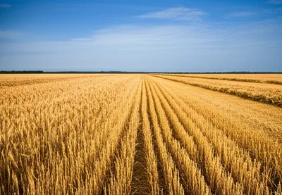 Illustration hewn - Image 1