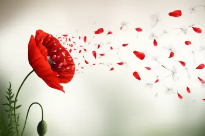 Illustration mutability